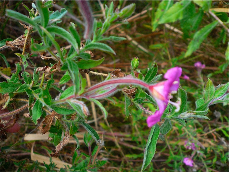 Epilobium hirsutum